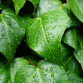 Leaves with raindrops