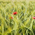 Images of poppies in a field