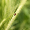 Ladybug photos free