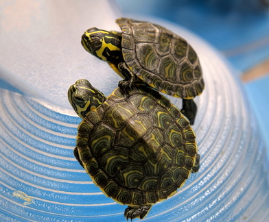 Small pet turtle species
