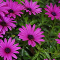 Violet african daisy