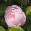 Single pink rose flower