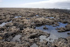 Intertidal rocky shore