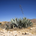 Photos of agave plants