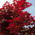 Red foliage trees