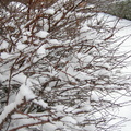 Bushes in winter