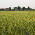 Field of wheat picture,photos of red poppies
