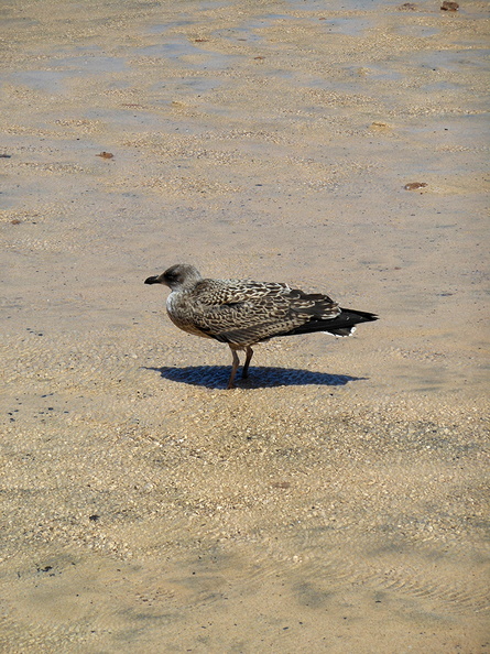 seagull_on_the_beach.jpg