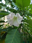 One white flower,white flower photography