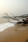 Dead branches, driftwood on the sandy beach