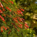 Large red flowering bush