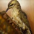 Bird taxidermy