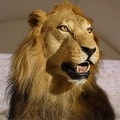 Lion stock image