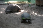 Giant tortoise habitat,giant turtle Galapagos
