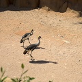The grey crowned crane