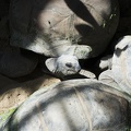 Turtles of Galapagos,tortoise giant