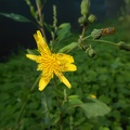 Dandelion blossom,yellow flower dandelion