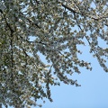Blossoming cherry, branches of white flowers