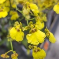 Yellow orchid plant,yellow orchid flower