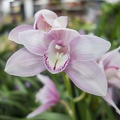 Pale orchid color