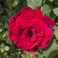 Very beautiful red rose,single red rose flower