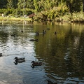 Duck photos free