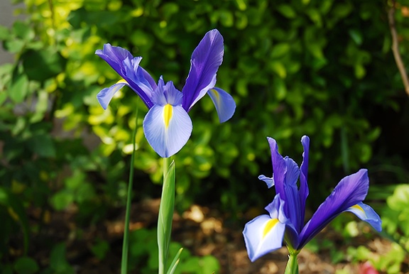 Iris sapphire beauty