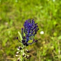 Tassel hyacinth