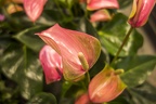Anthurium flowers photos