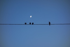 Blackbird on the wire
