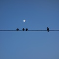blackbird_on_the_wire.JPG