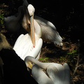 White pelican type birds