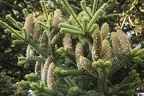 Wild pine tree and pine cone buds