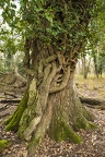 Photos of Beautiful Tree Art Nature