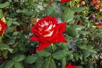 Beautiful multi coloured Osiria rose flower rosebud