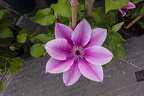 Pink and white Clematis Lincoln Star flower