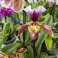Multi colored Lady Slipper orchid flower