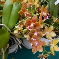 Types of orchids flowers in the Philippines