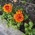 Small orange flower plant