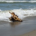 Beach with driftwood
