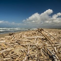 Driftwood beach