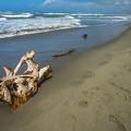 Dry piece of wood, driftwood on beach