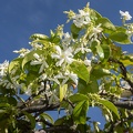 White jasmine plant