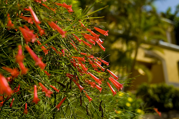 large_red_flowering_bush.jpg