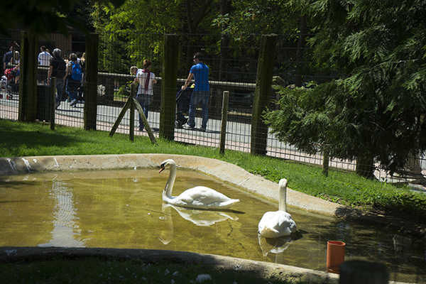 Swans and the swimming,two white swans
