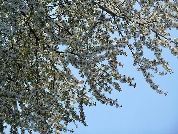 Blossoming cherry, branches of white flowers