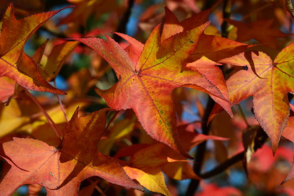 beautiful_fall_leaves.jpg