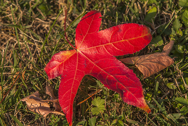 red_fall_leaf.jpg
