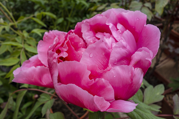 Beautiful pink single peony varieties flowers