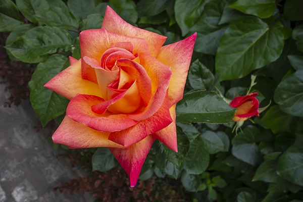 pinkish orange rose.JPG